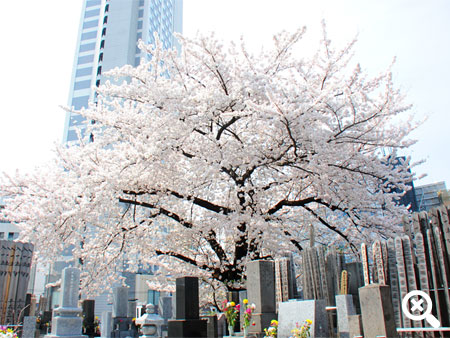 墓域の桜の写真