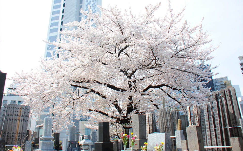 墓域の桜