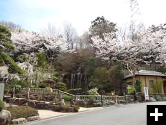 桜咲く滝の風景