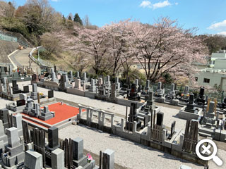 桜の季節の墓域