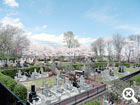 桜咲く墓域風景写真