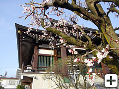 花開いた本堂前の杏子の木の写真